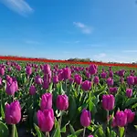 De Witte Vos *